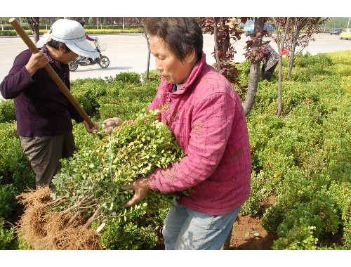 围墙垂直绿化工程施工规范